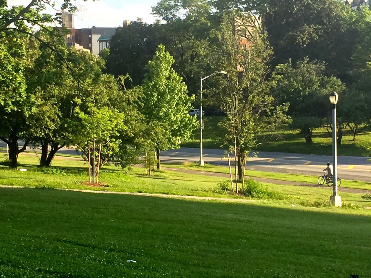 THESE NEW TREES dot the Mosholu Parkway landscape, following work by the New York City Department of Parks. Photo by Kimberly Jacobs