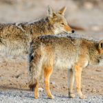 Yes, Coyotes Are Settled in the Bronx