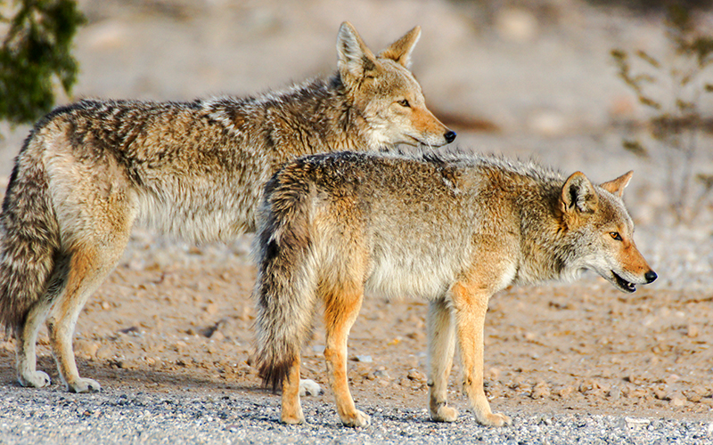 Yes, Coyotes Are Settled in the Bronx