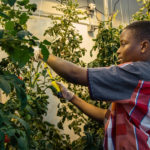 25K Crops Expected to Grow at DeWitt Clinton HS School Farm