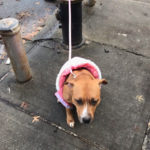 Dog, Left By a Hydrant in the Cold, Seeks Owner