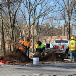 Oval Park Sees 42 Fresh Trees on Landscape