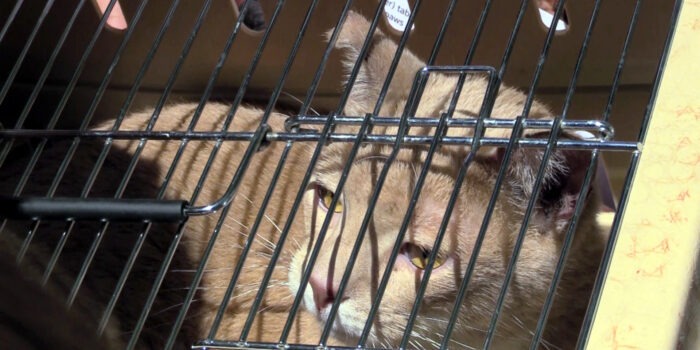 Belmont: One Cat & Body of Dog Removed from 660 E 187th Street 16 Days After Fatal Fire