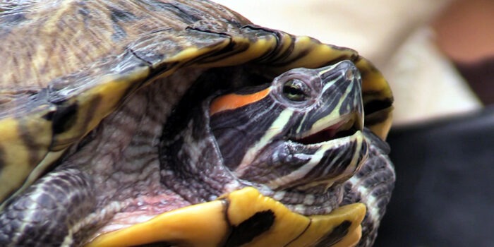 Belmont: Another Cat and Turtle Rescued Three Weeks after Fatal Fire at 660 East 187th Street