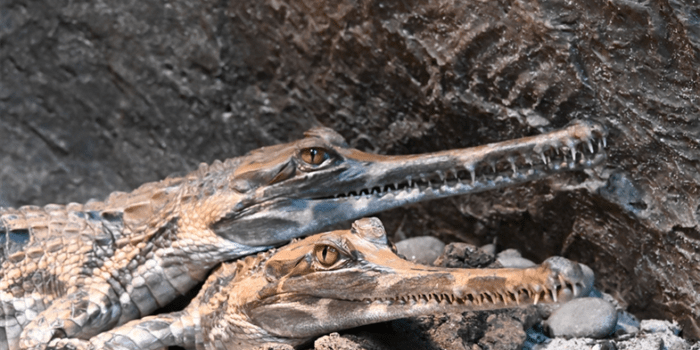 UPDATE Tomistoma Bites Male Worker’s Arm inside Bronx Zoo