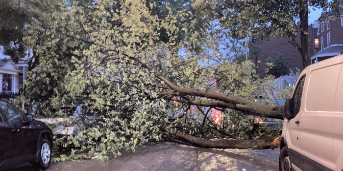 UPDATE Norwood: Downed Tree Blocks Decatur Ave Causing Some Damage to Parked Cars